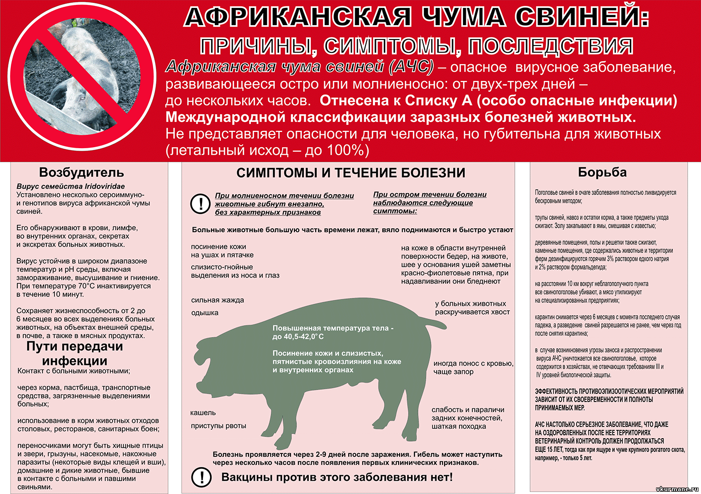 Африканская чума свиней: причины, симптомы, последствия.