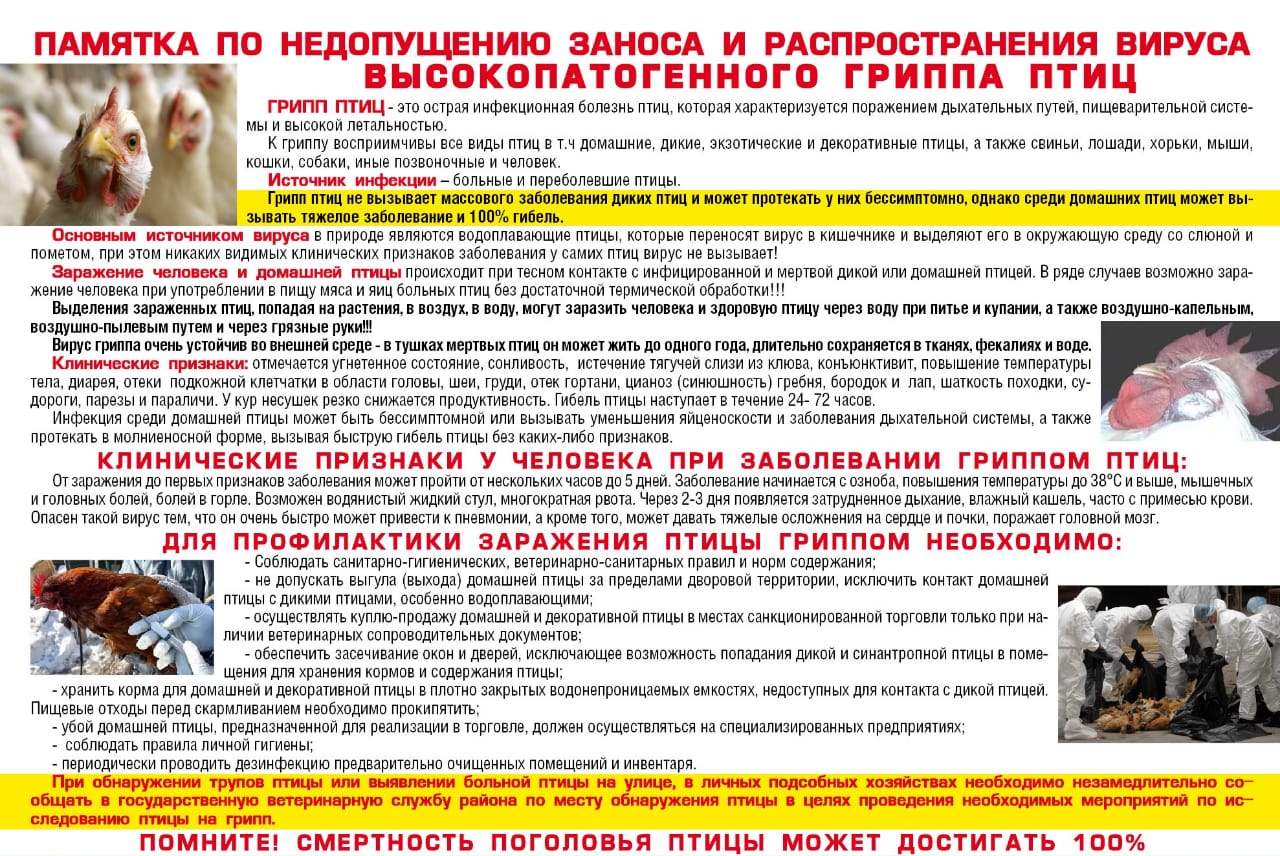 Памятка населению. Грипп птиц.
