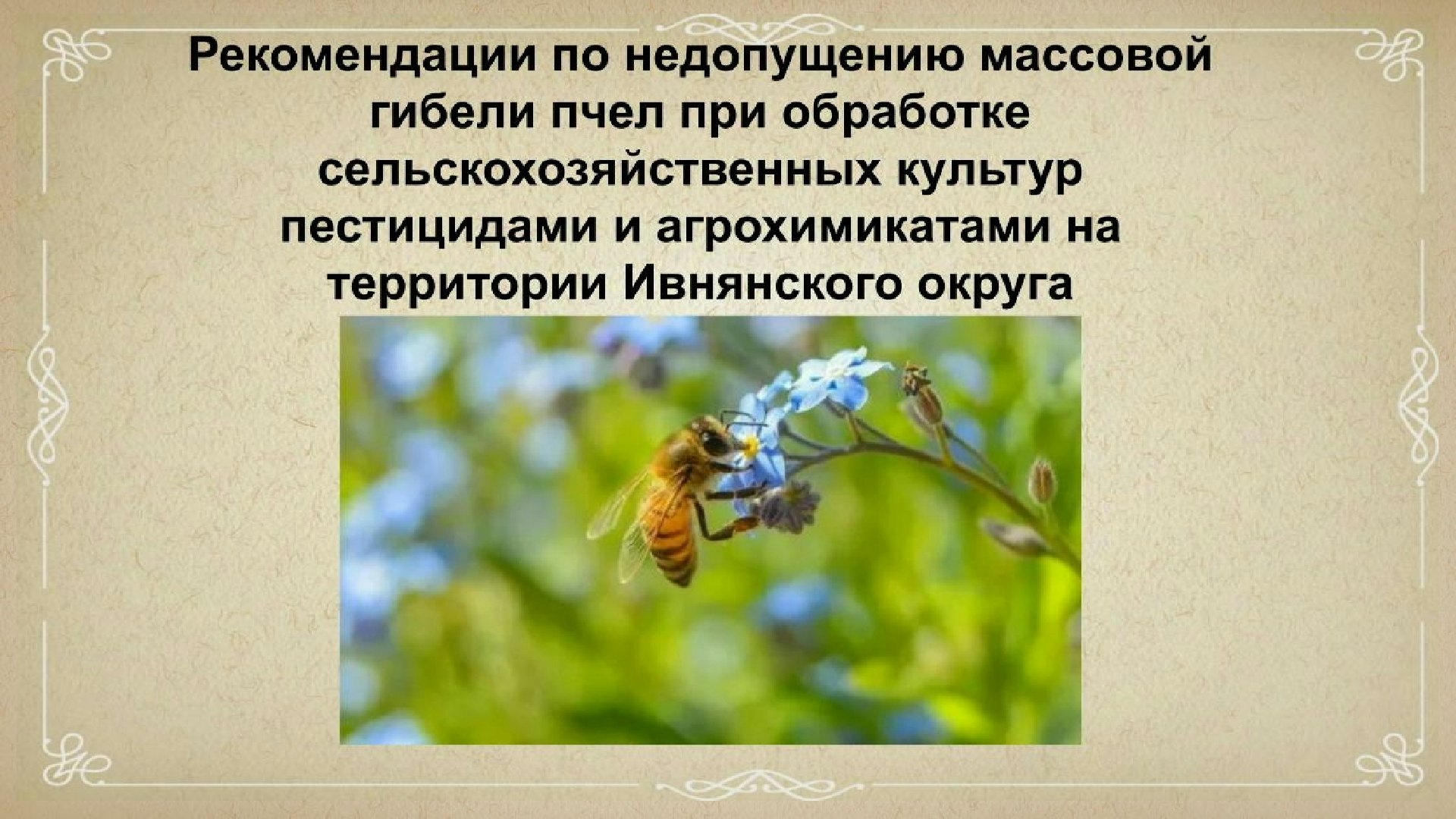 Рекомендации по недопущению массовой гибели пчел при обработке сельскохозяйственных культур пестицидами и агрохимикатами на территории Ивнянского округа.