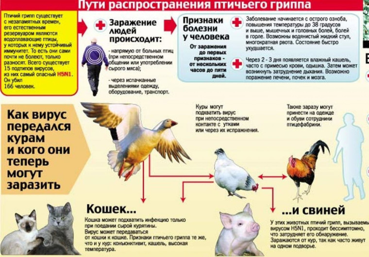 Пути распространения птичьего гриппа. Пути распространения птичьего гриппа.